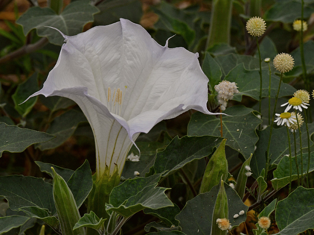 Datura.jpg