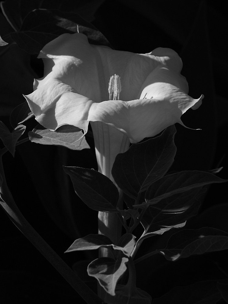 Datura.jpg
