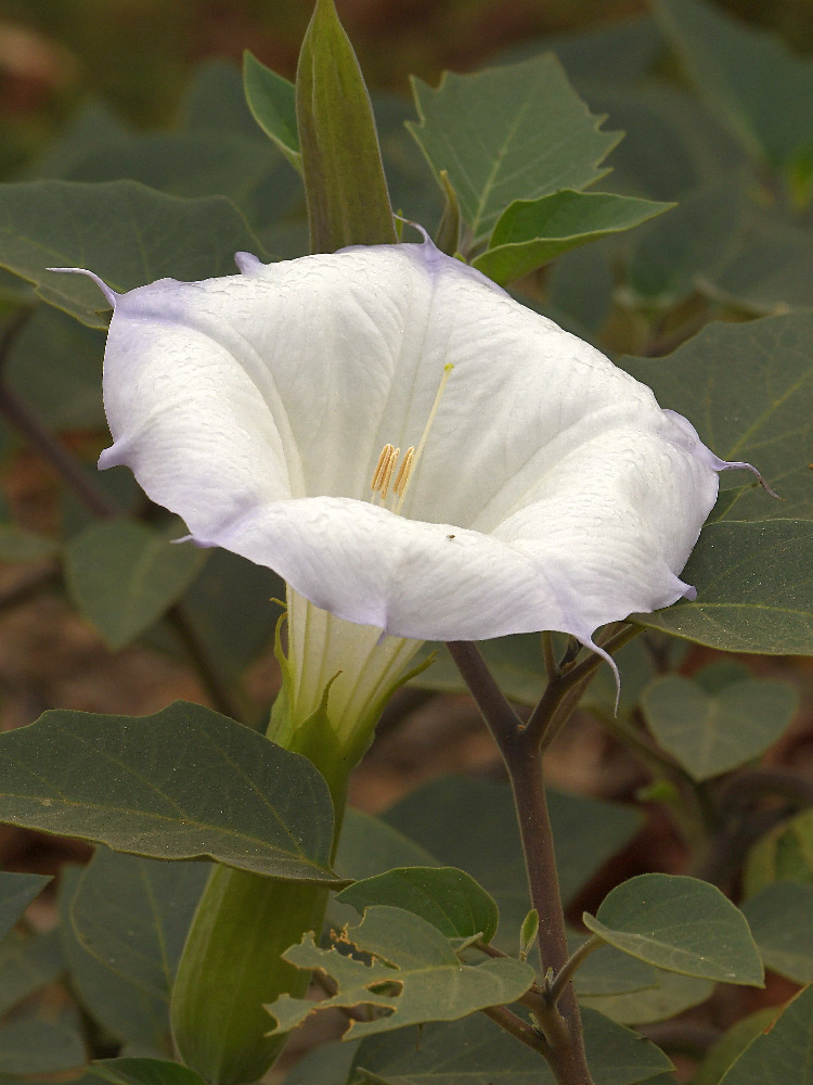 Datura.jpg