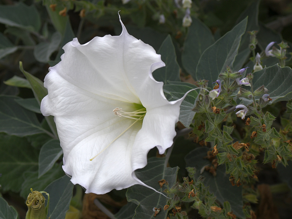 Datura.jpg