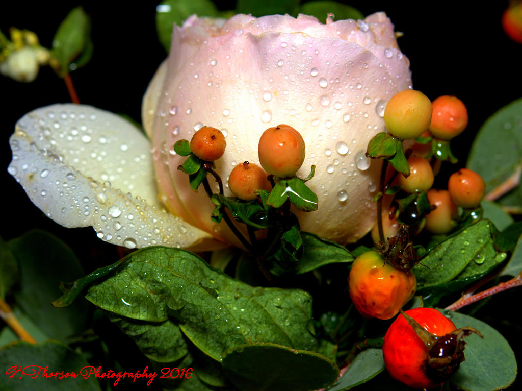 David Austin Rose, Juliette #3 9-8-2016.jpg