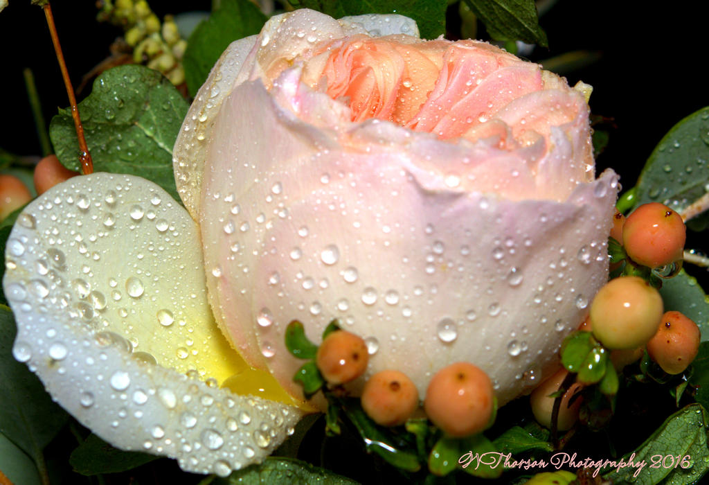 David Austin Rose, Juliette 9-8-2016.jpg