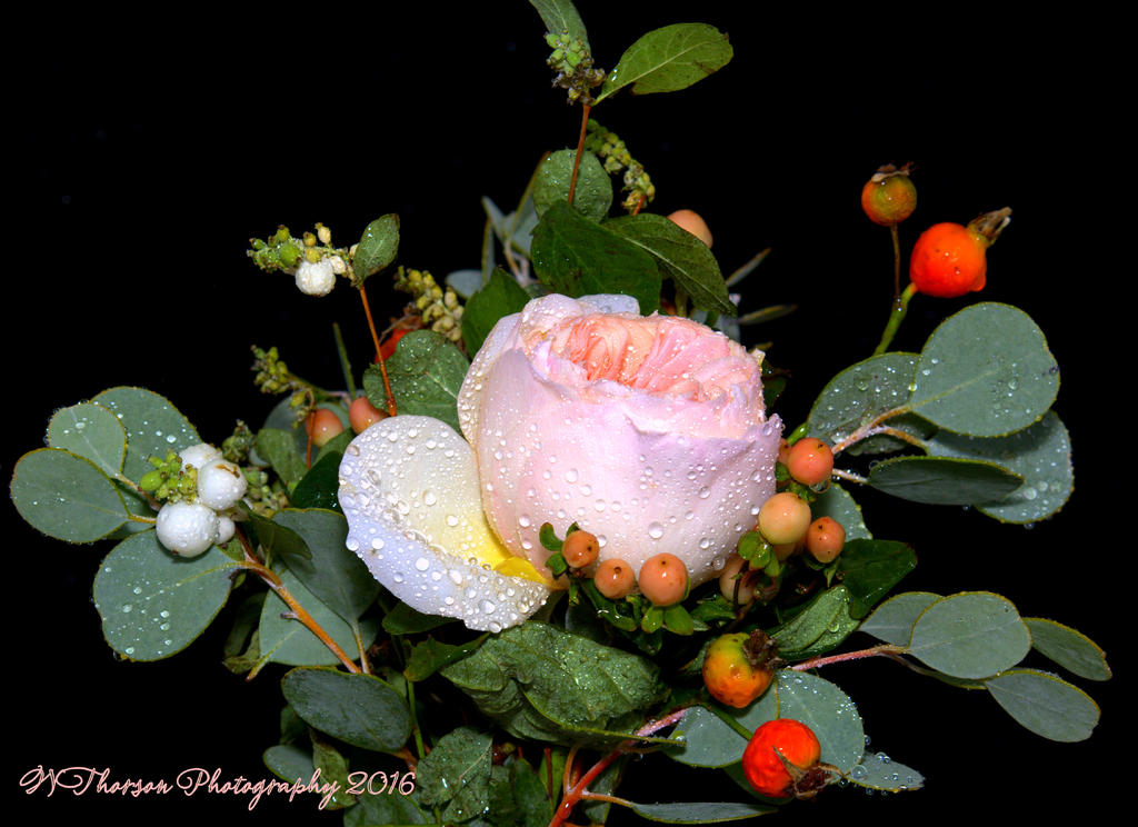 David Austin Rose, Juliette Bouquet 9-8-2016.jpg