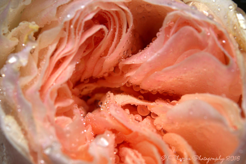 David Austin Rose, Juliette Close Up 9-8-2016.jpg