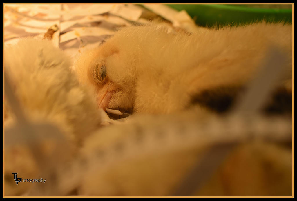 Day 100 Chicks first day of hatch.jpg
