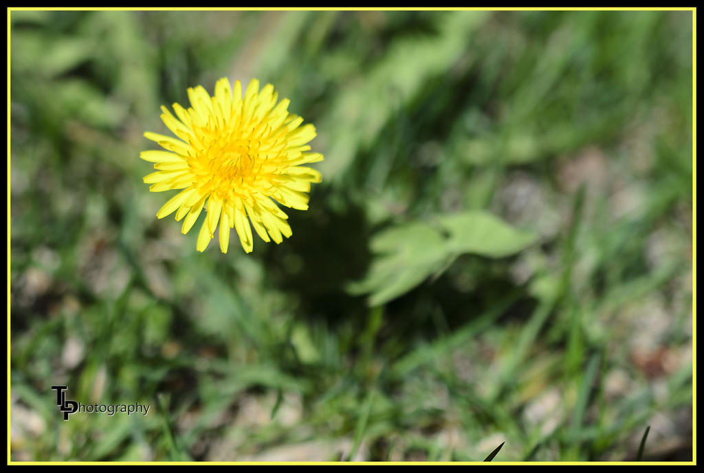 Day 101 Dandelion.jpg