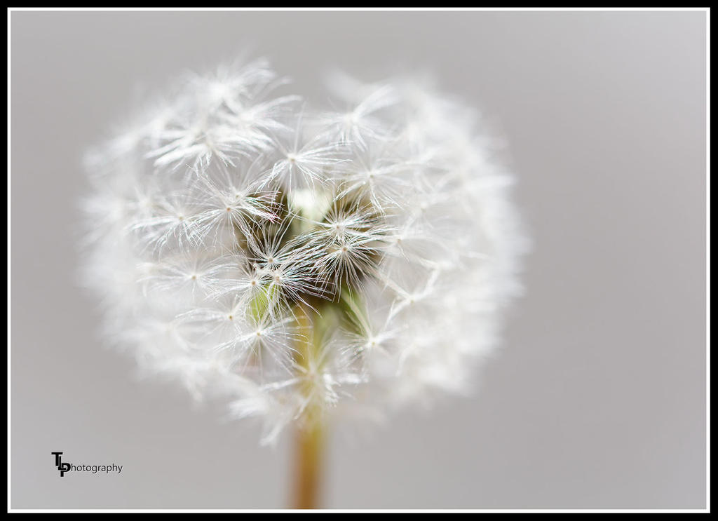 Day 107 Dandelion.jpg