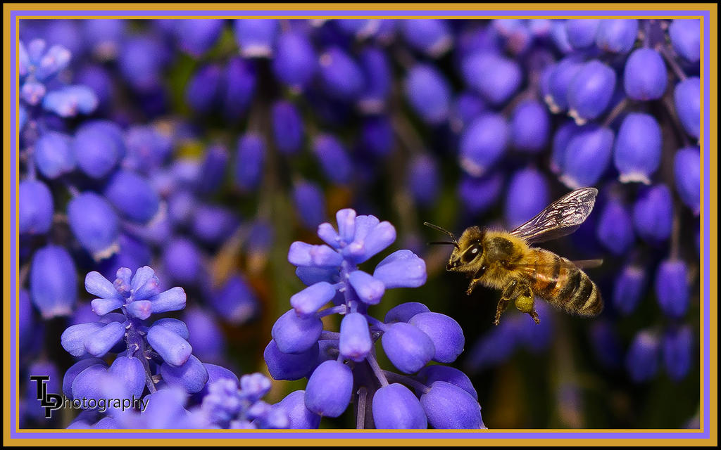 Day 109 Bee Photo.jpg