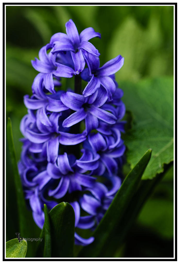 Day 109 Purple Flowers.jpg
