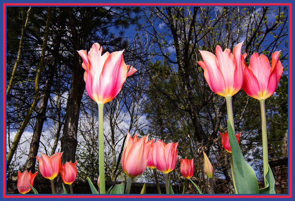 Day 109 Tulip 2.jpg