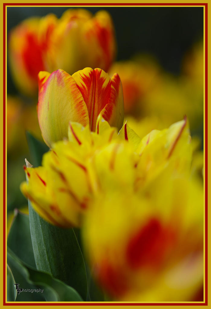 Day 109 Tulip 3.jpg