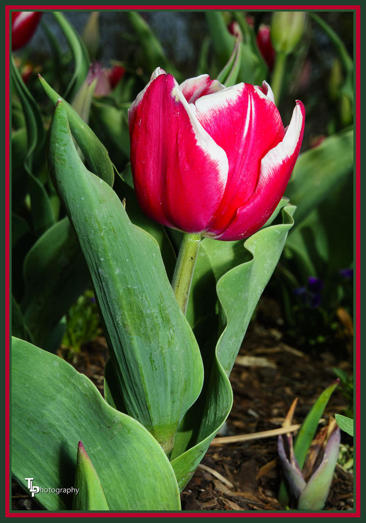 Day 109 Tulip 4.jpg