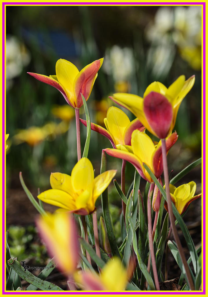 Day 109 Tulip 7.jpg