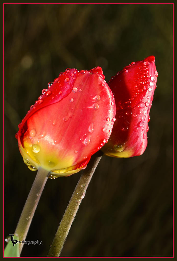 Day 109 Tulip water 1.jpg