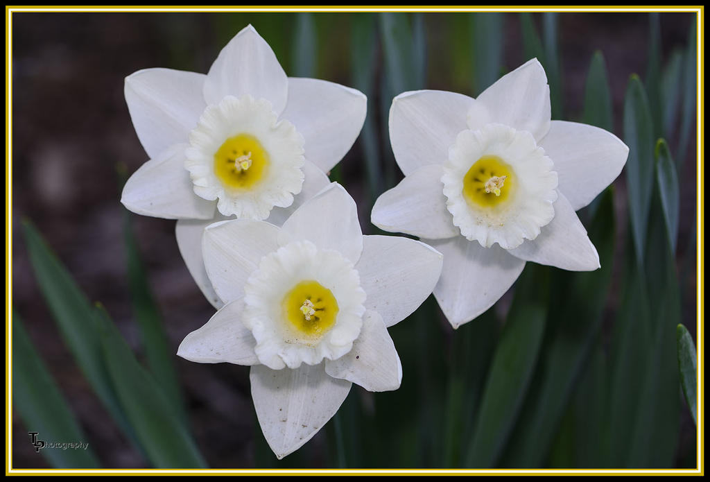 Day 109 White Flowers 1.jpg