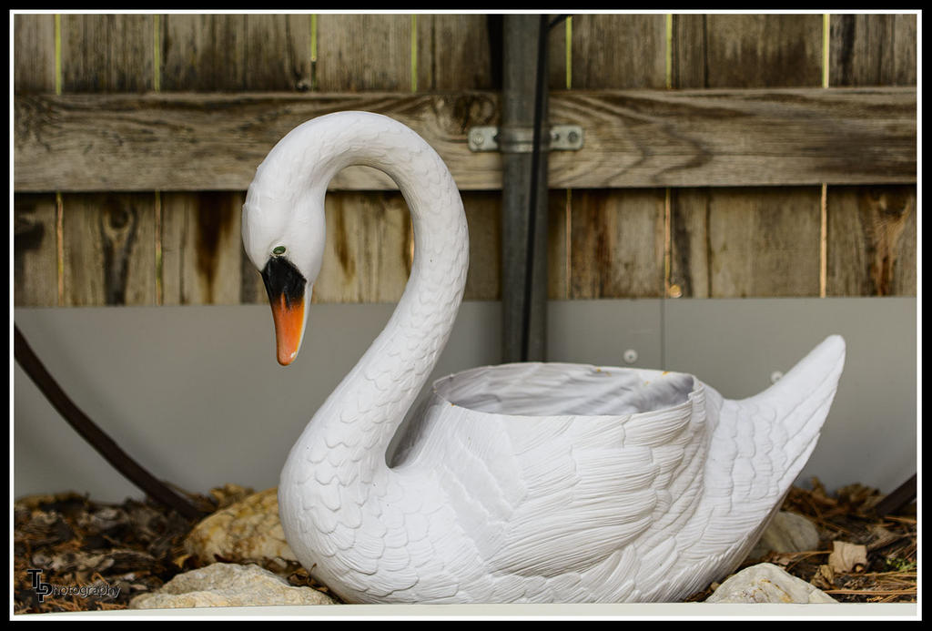 Day 110 Swan.jpg