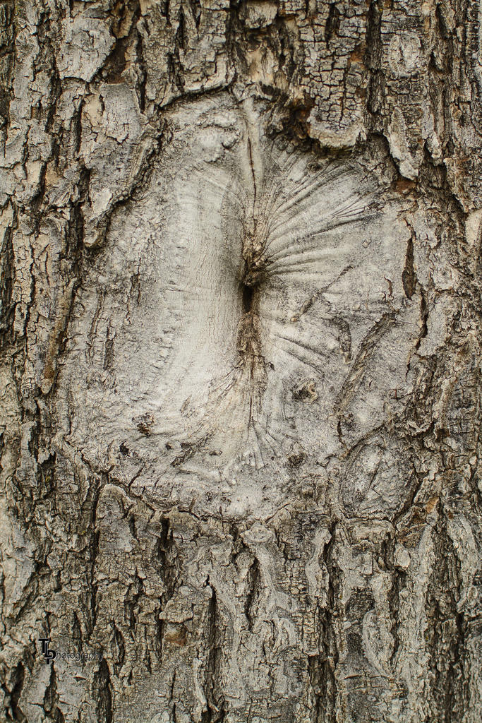 Day 111 Tree Trunk.jpg