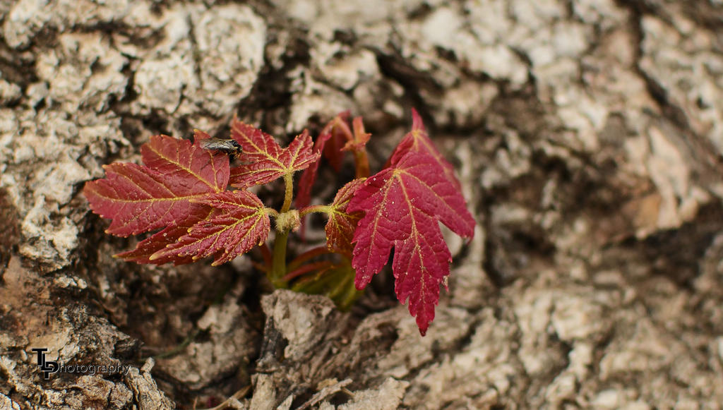 Day 112  Leaf.jpg