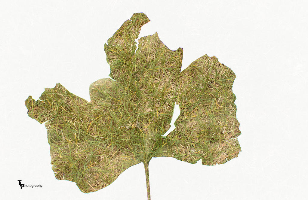 Day 114 Leaf Double Exposure.jpg