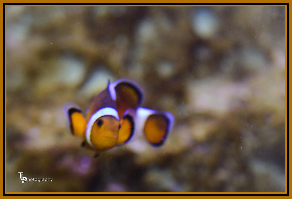 Day 116 Clown Fish.jpg