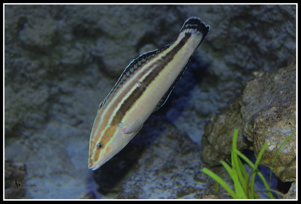 Day 116 Fish 1.jpg
