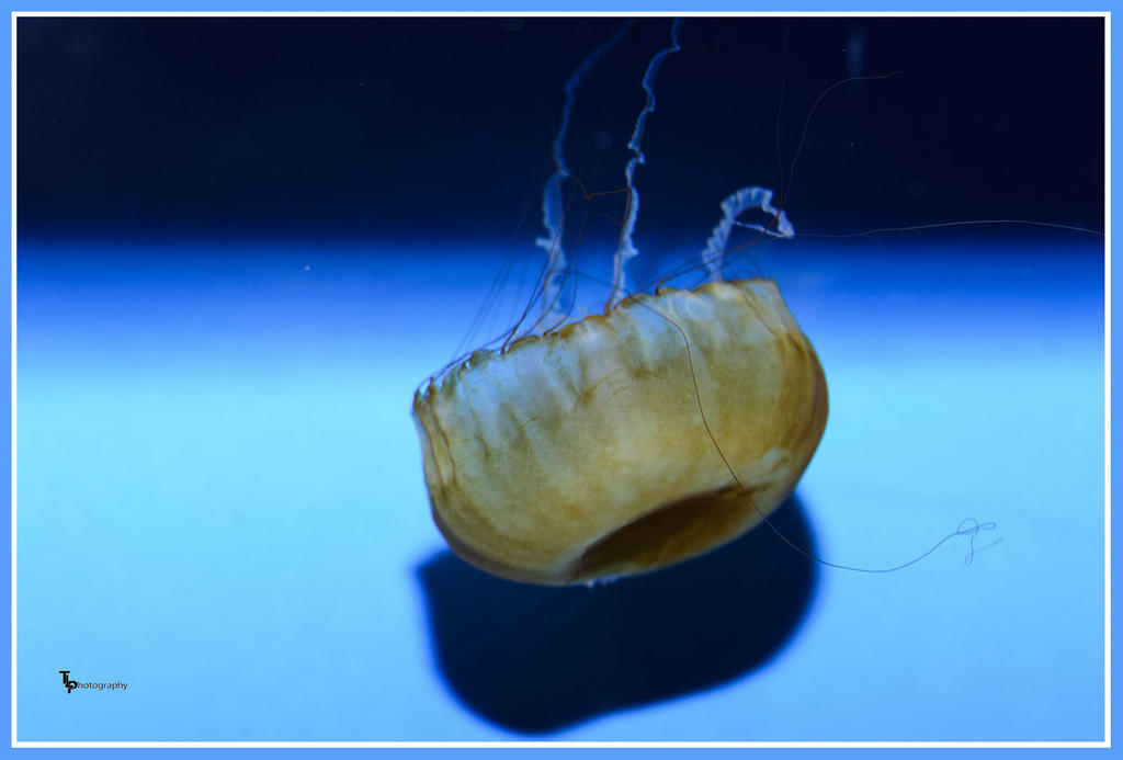 Day 116 Jelly Fish.jpg