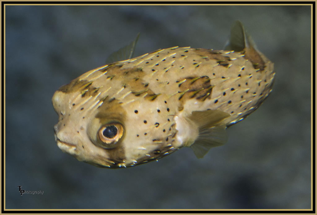 Day 116 Puffer Fish.jpg