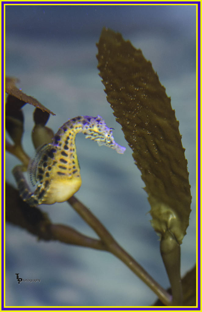Day 116 Seahorse.jpg