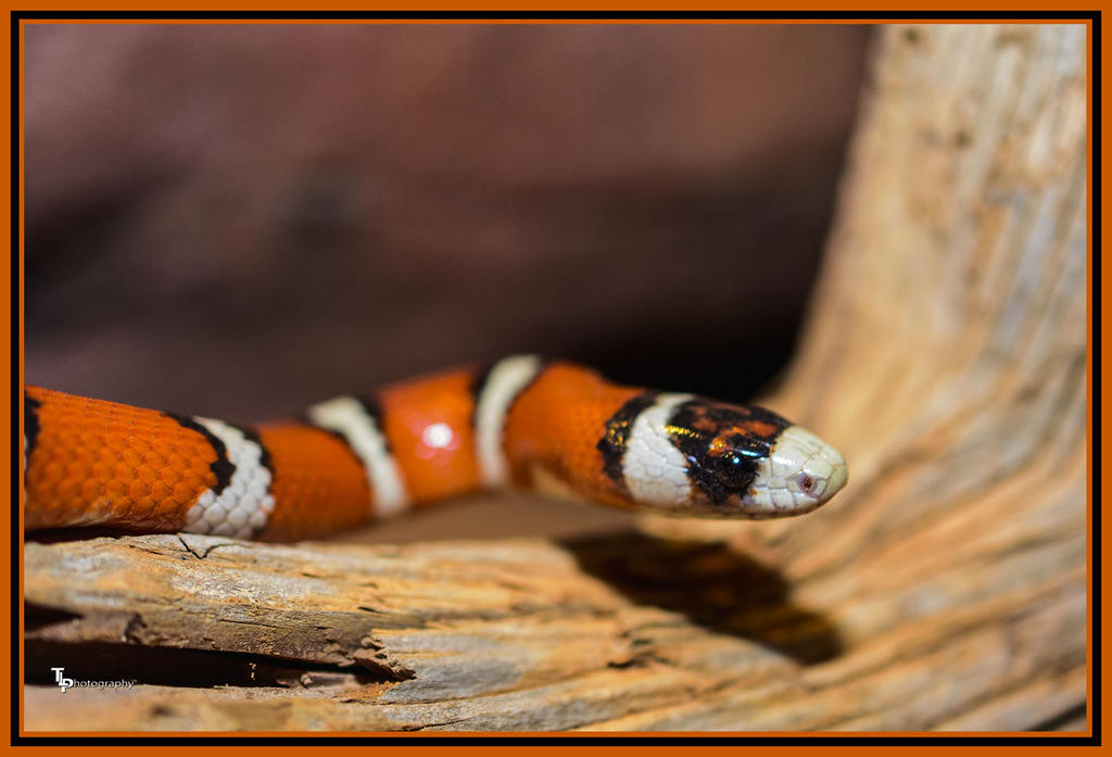 Day 116 Snake.jpg
