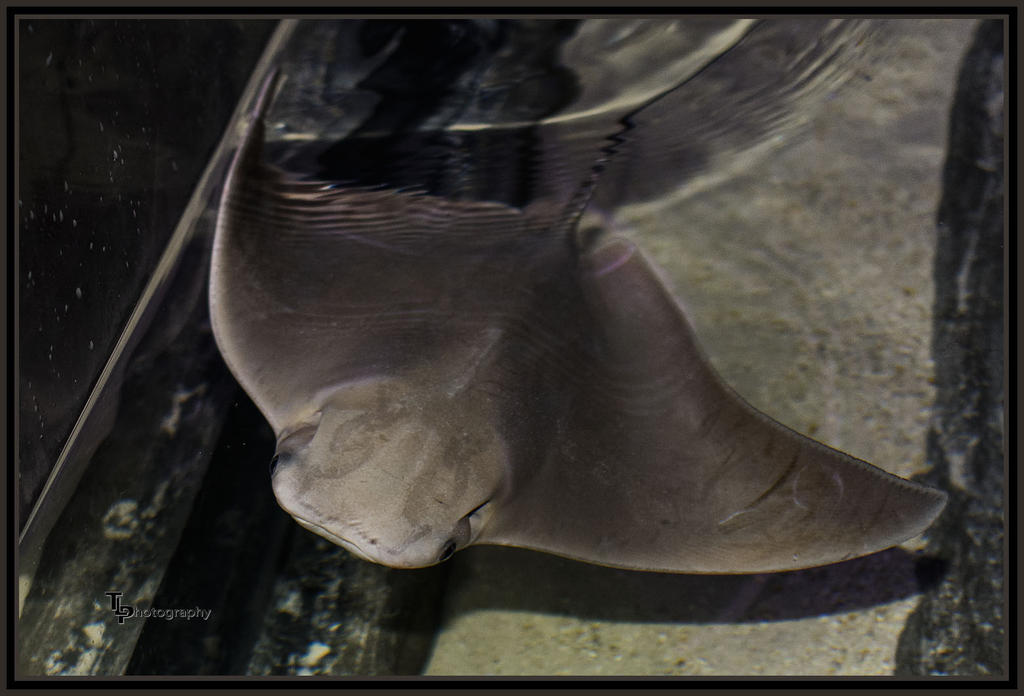 Day 116 Stingray.jpg