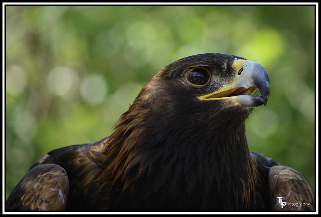 Day 151 Golden Eagle.jpg