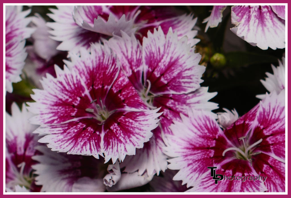 Day 156 Flowers.jpg