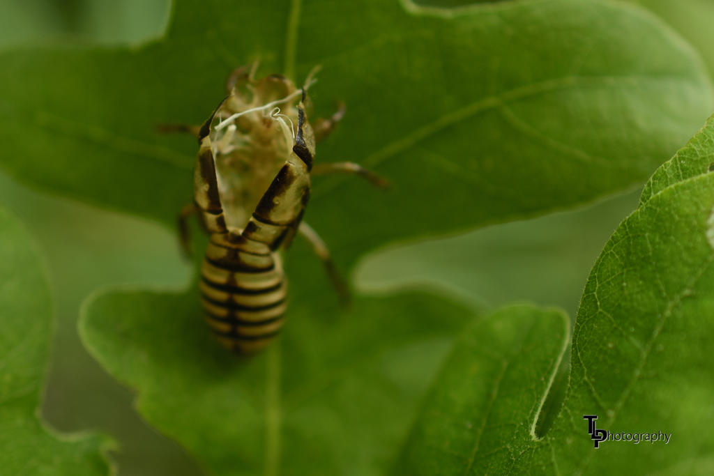Day 166 Bug Shell.jpg