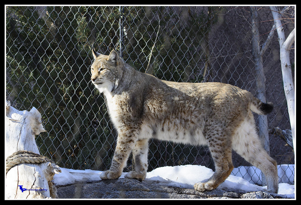 Day 19 lynx Photo.jpg