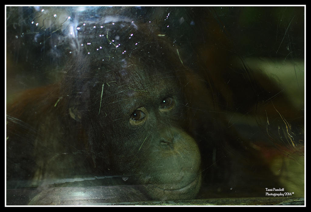 Day 19 Monkey 1.jpg