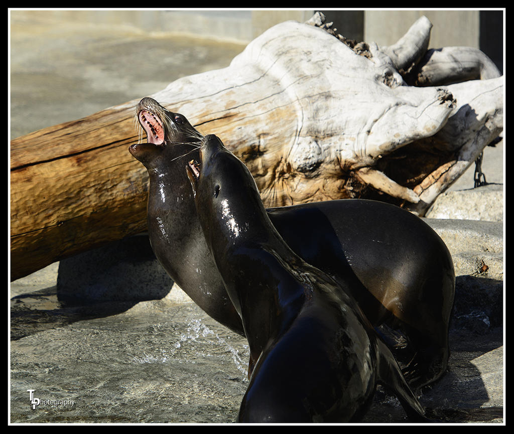 Day 19 Seal Pic.jpg
