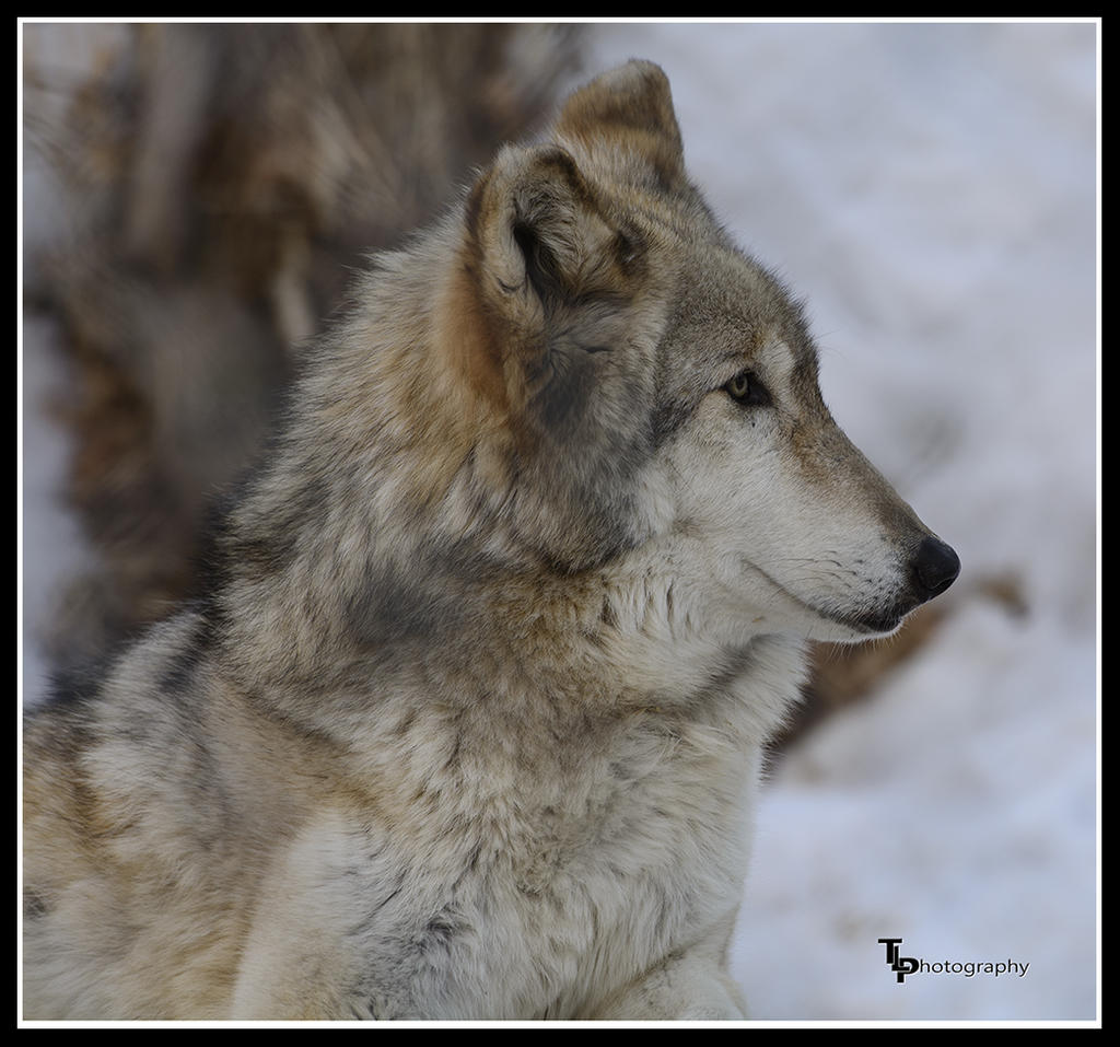 Day 19 Wolf.jpg