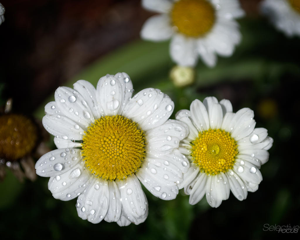 Day 221-4.jpg
