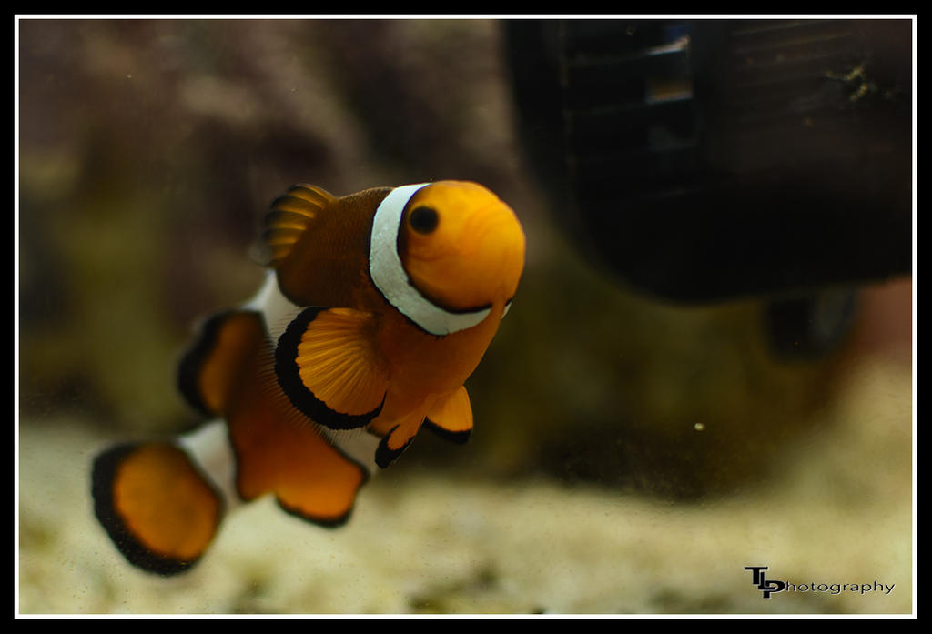 Day 24 picture fish .jpg