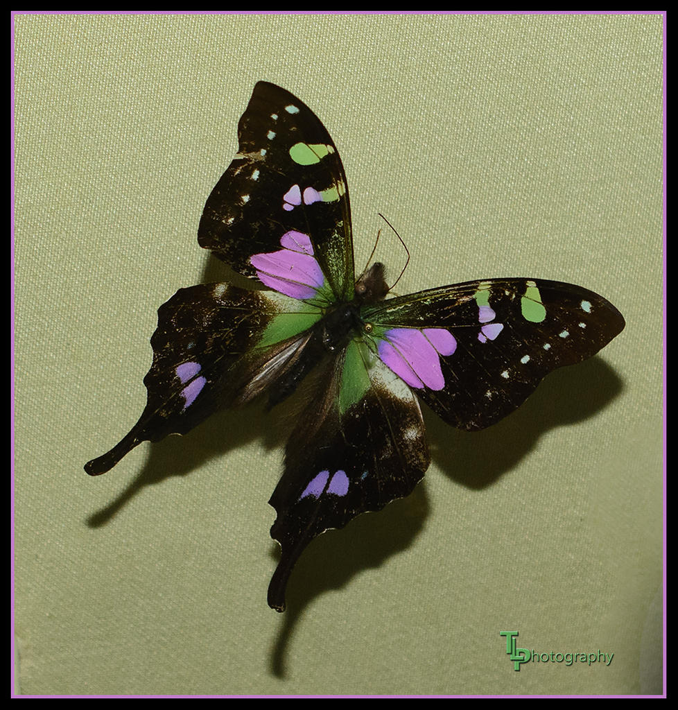 Day 32 Butterfly 2.jpg