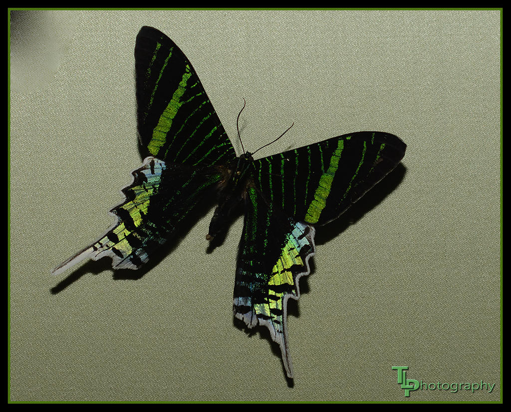 Day 32 Butterfly.jpg