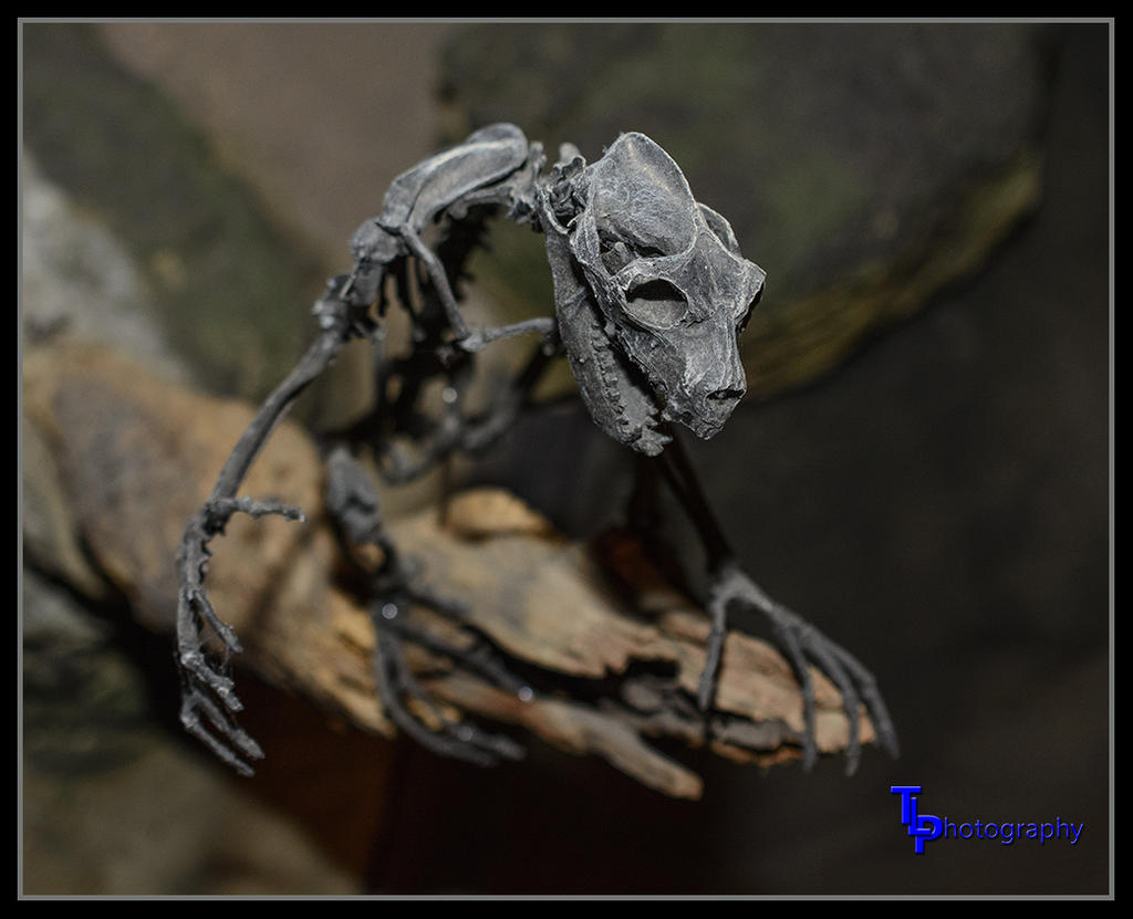 Day 32 fossil 1.jpg