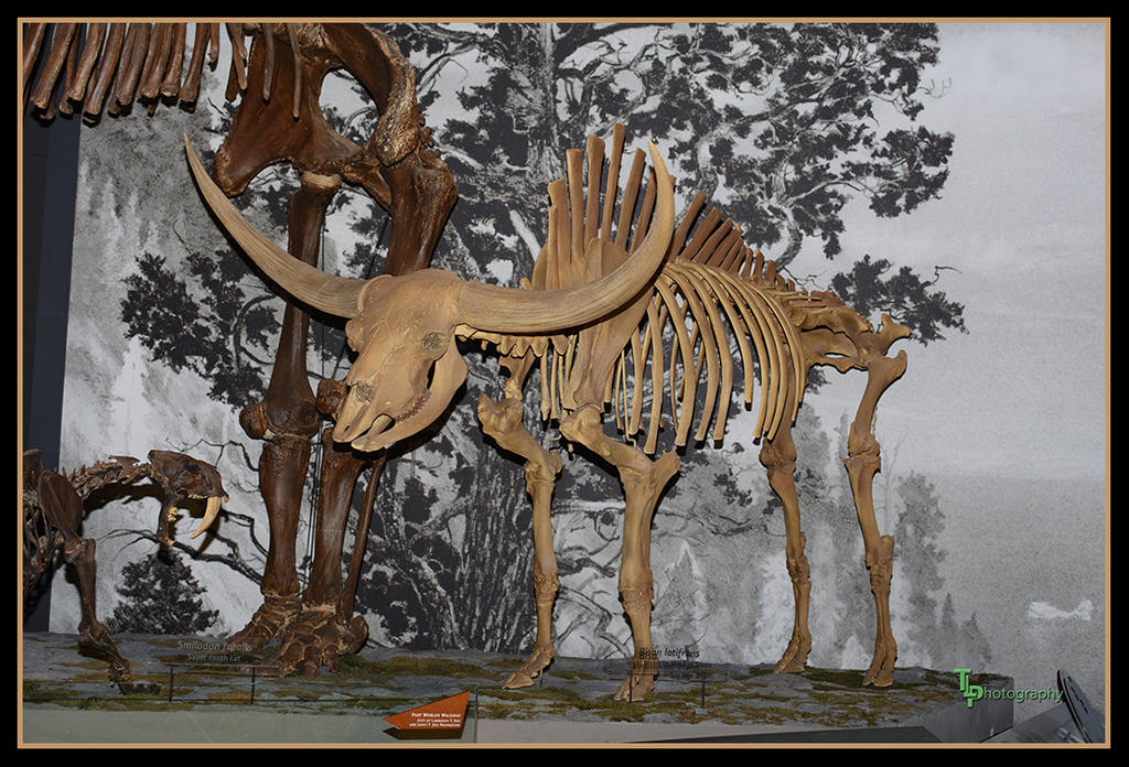 Day 32 fossil 2.jpg