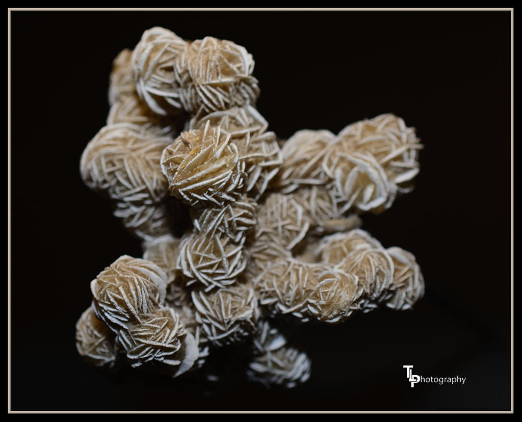 Day 32 Gypsum Rose.jpg