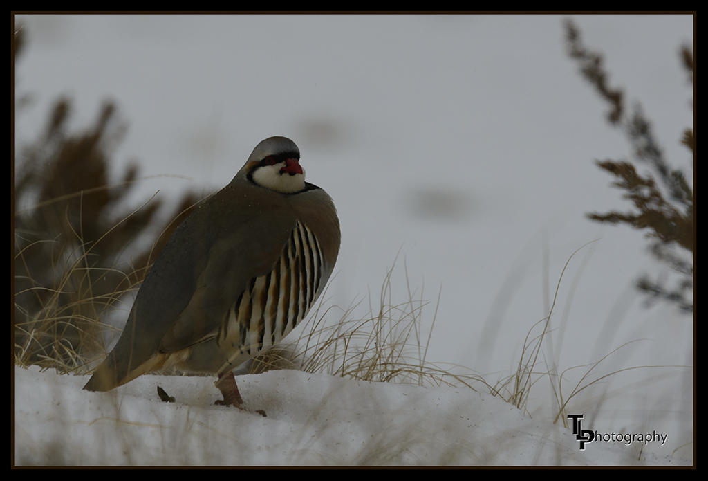 Day 39 Antelope Island Bird.jpg
