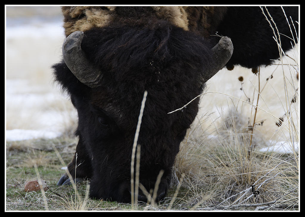 Day 39 Buffalo.jpg