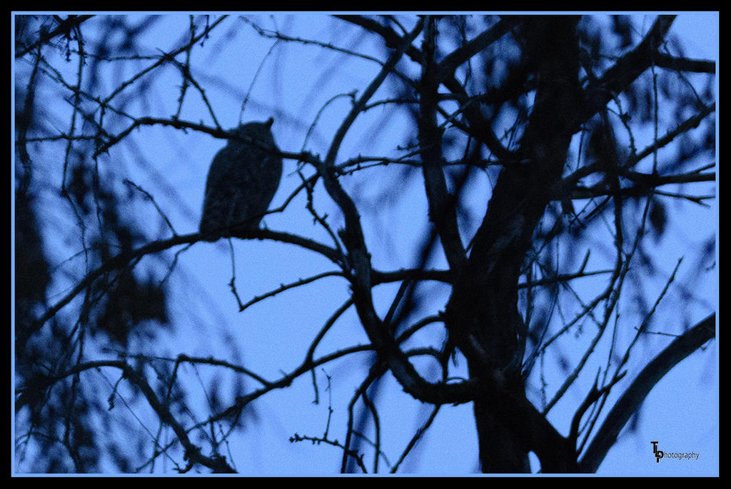 Day 39 Owl in the Wild Photo.jpg
