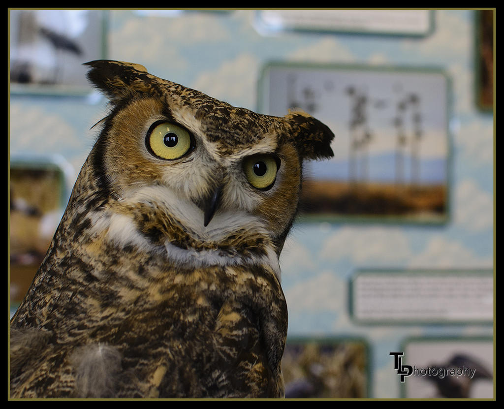 Day 39 Owl.jpg
