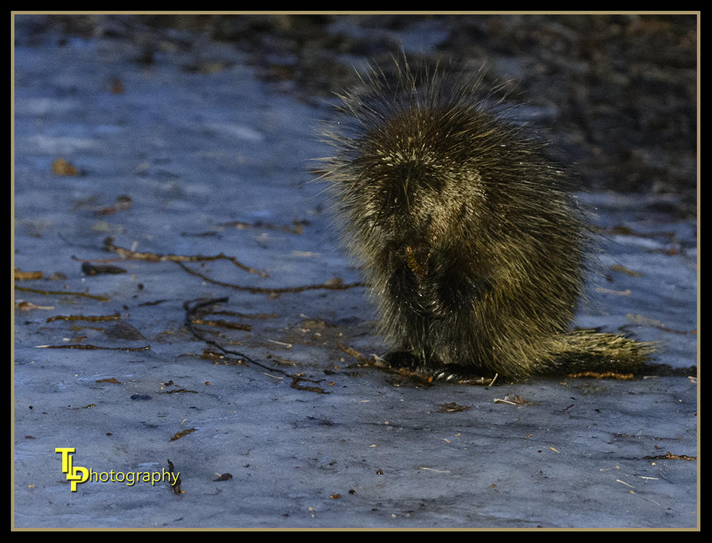 Day 39 Porcupine.jpg