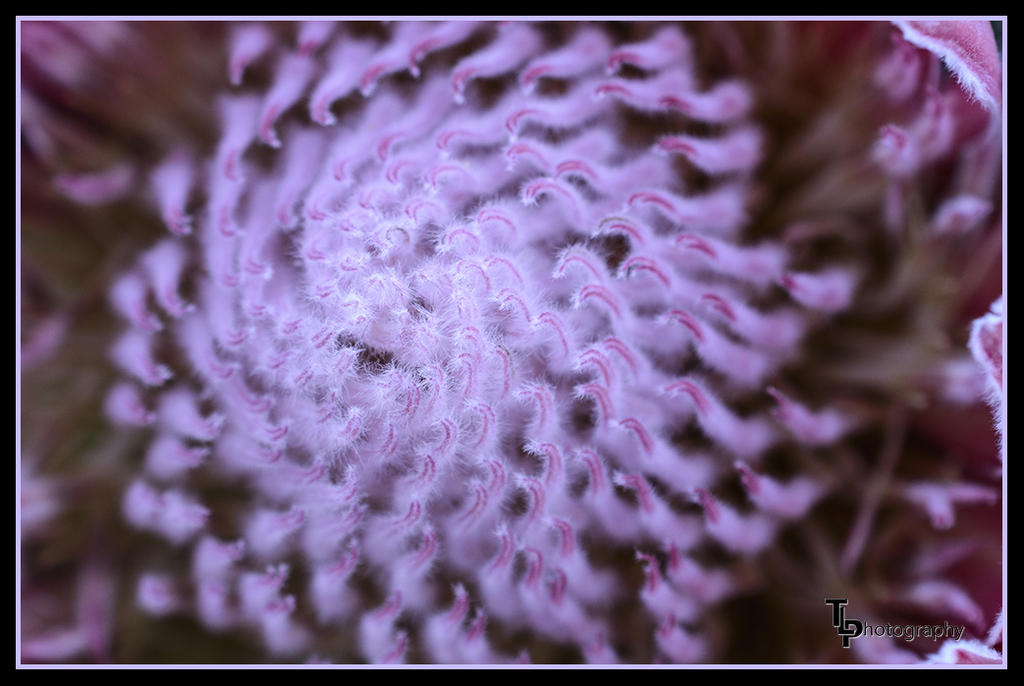 Day 40 inside of flower.jpg
